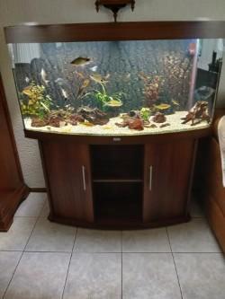 Juwel Vision 260, Dieren en Toebehoren, Vissen | Aquaria en Toebehoren, Zo goed als nieuw, Gevuld zoetwateraquarium, Ophalen