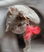 Prachtige Lilac Brits(e) Korthaar dekkater, 3 tot 5 jaar
