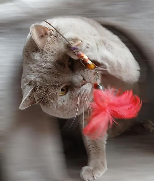 Prachtige Lilac Brits(e) Korthaar dekkater, Dieren en Toebehoren, Katten en Kittens | Dekkaters, 3 tot 5 jaar
