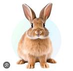 Oppas voor uw konijn of cavia, Dieren en Toebehoren, Konijnen, Geslacht onbekend