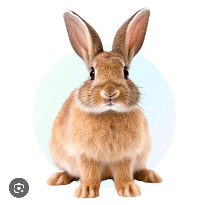 Oppas voor uw konijn of cavia, Dieren en Toebehoren, Konijnen, Geslacht onbekend