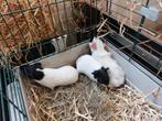 3 vrouwtjes cavia's te koop, Dieren en Toebehoren, Knaagdieren, Juli, Vrouwelijk, Cavia