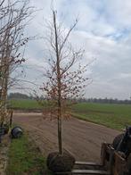 Fagus sylvatica, groene bladhoudende beuken boom nu €150, Bloeit niet, Ophalen of Verzenden, 400 cm of meer, Volle zon