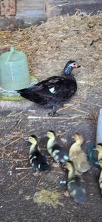 Eenden muskuseenden 6 stuks, Dieren en Toebehoren, Meerdere dieren, Eend