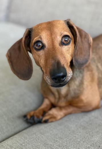 oppas gezocht voor onze hond Billy beschikbaar voor biedingen