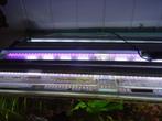 Aquarium 2 meter 50 hoog en 50  breed met onderkast, Ophalen, Leeg aquarium