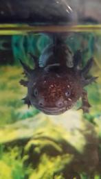 Lieve axelotl zoekt nieuw huis, Dieren en Toebehoren, Ophalen, Leeg aquarium