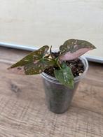 Syngonium pink splash, Huis en Inrichting, Ophalen of Verzenden, Overige soorten, Minder dan 100 cm