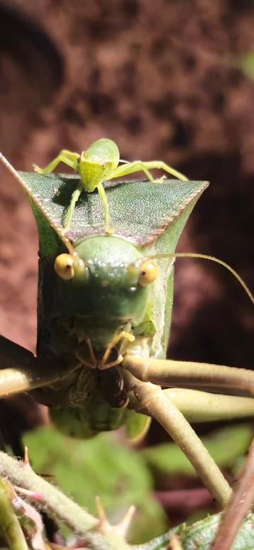Siliquofera grandis blad sprinkhaan insect wandelende tak beschikbaar voor biedingen