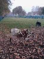 Zeboe, Dieren en Toebehoren, Schapen, Geiten en Varkens, Vrouwelijk