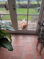 Brahma haan, Mannelijk, Kip