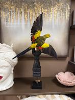 Opgezette Parkiet op Ornament, Ophalen of Verzenden, Gebruikt