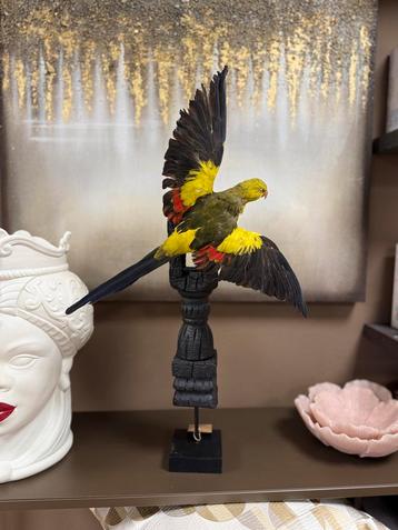 Opgezette Parkiet op Ornament beschikbaar voor biedingen