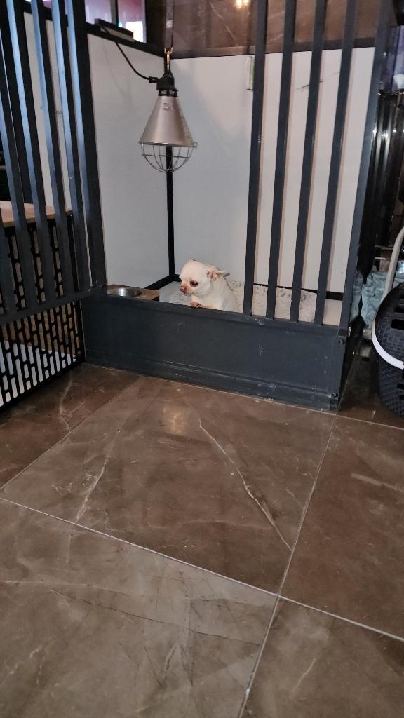 Prachtige raszuivere Mini Chihuahua Reu – Met Stamboom, Dieren en Toebehoren, Honden | Chihuahua's en Gezelschapshonden, Reu, Chihuahua