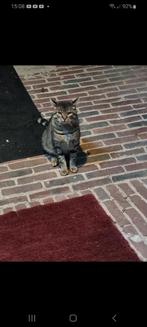thuis gezocht voor mooie kater, Dieren en Toebehoren, Kater, Gechipt, 3 tot 5 jaar