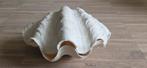 Mooie dubbele doopvontschelp 23 cm, Ophalen of Verzenden, Zo goed als nieuw, Opgezet dier