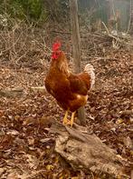 Biologische broedeieren legkippen (isa brown), Dieren en Toebehoren, Geslacht onbekend, Kip