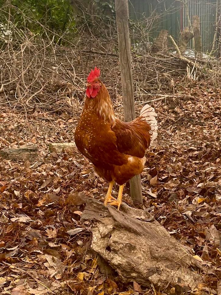 Broedeieren bruine legkippen (isa brown), Dieren en Toebehoren, Pluimvee, Kip, Geslacht onbekend