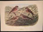 KNEU   grote prent ca 23,5 x 33cm getekend M.A. Koekkoek, 1960 tot 1980, Gebruikt, Verzenden, Dier