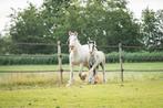 Chique Smokey Black Tinker Merrieveulen, Dieren en Toebehoren, Merrie, Recreatiepony, 0 tot 2 jaar