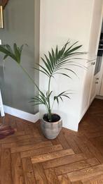 Kamerplant in pot, Ophalen of Verzenden, Overige soorten, In pot, Minder dan 100 cm