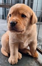 Labrador pups met stamboom, 8 tot 15 weken, Labrador retriever, Meerdere, Meerdere dieren