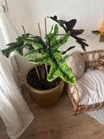 Alocasia Jacklyn XL, Huis en Inrichting, Kamerplanten, Overige soorten, 100 tot 150 cm, Ophalen of Verzenden, Halfschaduw