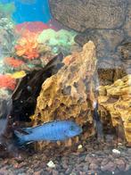 Blauw Malawi Cichliden, Dieren en Toebehoren, Vis