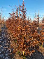 Carpinus betules, haagbeuk, haag, boom 3-jarig, Ophalen, Overige soorten, 250 tot 400 cm