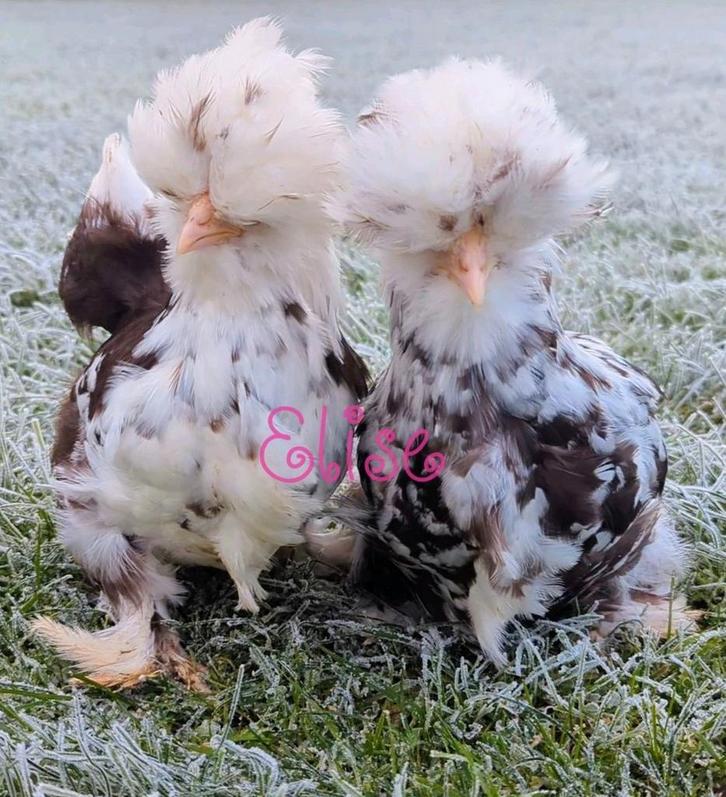 Broedeieren usa zijdehoen zijdehoenders kippen, Dieren en Toebehoren, Pluimvee, Kip