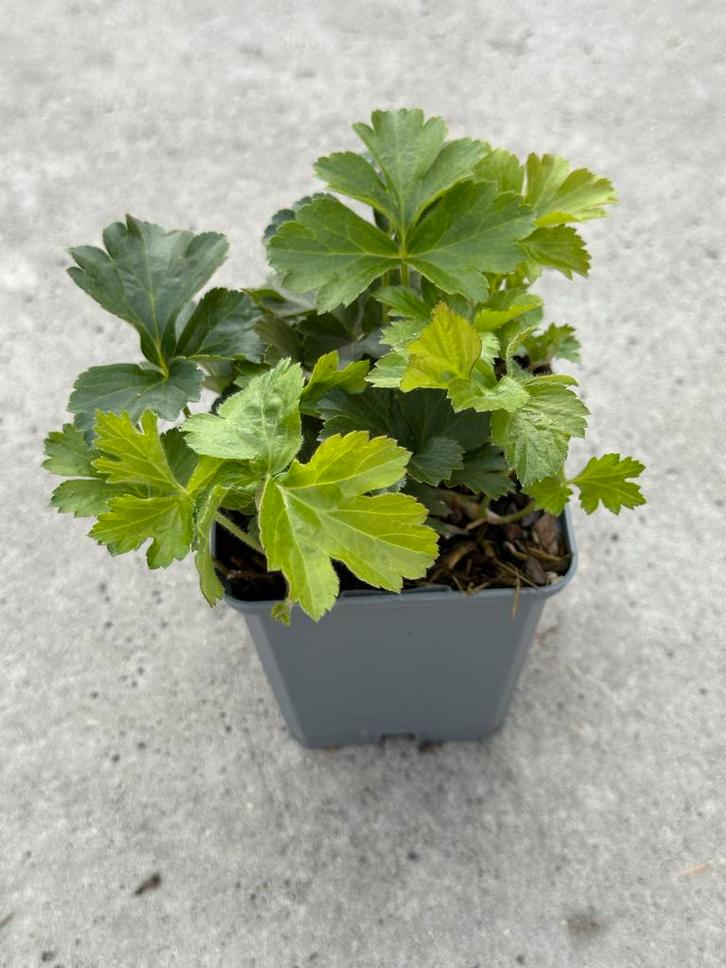 Walsteinia Ternata - Goudaardbei, Tuin en Terras, Planten | Tuinplanten, Vaste plant, Bodembedekkers, Halfschaduw, Lente, Ophalen