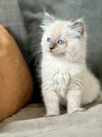 Prachtige Ragdoll kittens, Dieren en Toebehoren, Meerdere dieren, Ontwormd, 0 tot 2 jaar