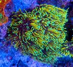 Felgekleurde zeeaquarium koralen en stekken, Dieren en Toebehoren, Vissen | Aquariumvissen
