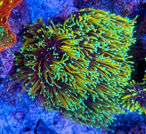 Felgekleurde zeeaquarium koralen en stekken, Dieren en Toebehoren, Vissen | Aquariumvissen