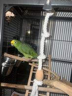 Amazone papegaai, Dieren en Toebehoren, Vrouwelijk, Papegaai, Geringd