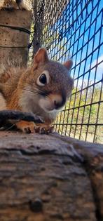 Gezocht Hudson eekhoorns, Dieren en Toebehoren, Overige typen, Meerdere dieren
