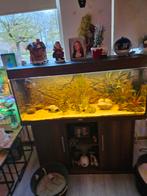 Juwel rio 240, Dieren en Toebehoren, Vissen | Aquaria en Toebehoren, Ophalen, Zo goed als nieuw, Gevuld zoetwateraquarium
