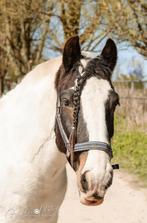 Verzorgster gezocht tinker, Dieren en Toebehoren, Ophalen