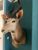 Opgezette koedoe, Ophalen, Zo goed als nieuw, Wild dier, Opgezet dier