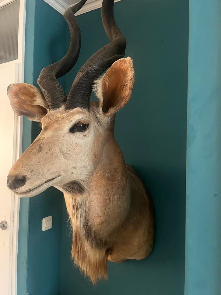 Opgezette koedoe, Verzamelen, Dierenverzamelingen, Zo goed als nieuw, Opgezet dier, Wild dier, Ophalen