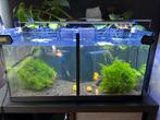 Javamos €2,50 p/portie, Ophalen, Nieuw, Plant(en), Steen of Hout