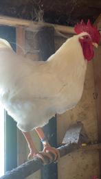 Broedeieren witte barnevelders, Geslacht onbekend, Kip