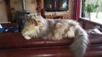 oppas gezocht in natuurgebied, Poes, Met stamboom, 6 jaar of ouder