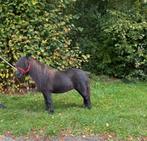 Schitterende lieve kinderpony shetlander merrie., Dieren en Toebehoren, Pony's, A pony (tot 1.17m), Recreatiepony, Ontwormd