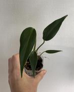 Monstera Burle Marx Flame, Ophalen of Verzenden, Overige soorten, Minder dan 100 cm