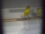 leuke vogeltjes, Dieren en Toebehoren, Meerdere dieren, Tropenvogel