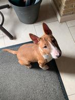 Miniatuur Bull Terriër (FCI) Teefje, Dieren en Toebehoren, Honden | Jack Russells en Terriërs, Bull Terriër, Fokker | Hobbymatig