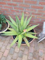 Agave Shawii Guerrero, Ophalen, Bloeit niet, Overige soorten, Volle zon