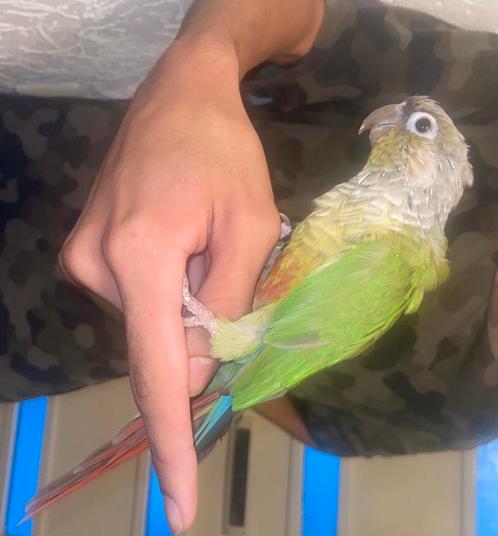 Schattige pyrrhura te koop, Dieren en Toebehoren, Vogels | Parkieten en Papegaaien, Papegaai