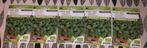 Mega veel planten zaadjes, Ophalen of Verzenden, Voorjaar, Volle zon, Zaad